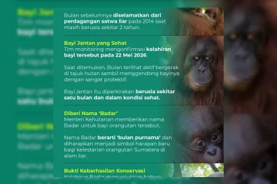 Bayi Orangutan Sumatra Lahir di Cagar Alam Jantho, Induk Hasil Rehabilitasi
