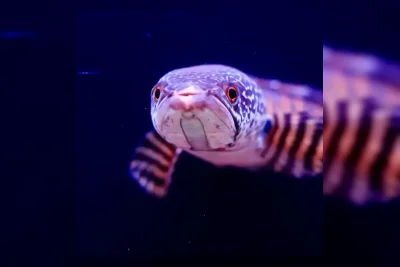 Mengenal Ikan Gabus Raksasa, Predator Air Tawar yang Agresif dan Invasif