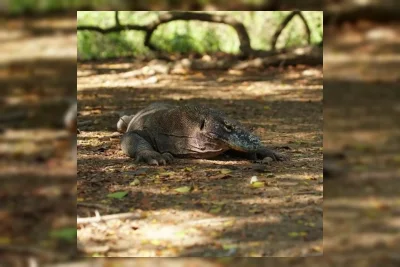 5 Fakta Unik Komodo yang Wajib Diketahui Sebelum Tur