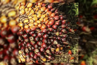 Satgas Pangan Selidiki Dugaan Kartel di Balik Anjloknya Harga Sawit Petani
