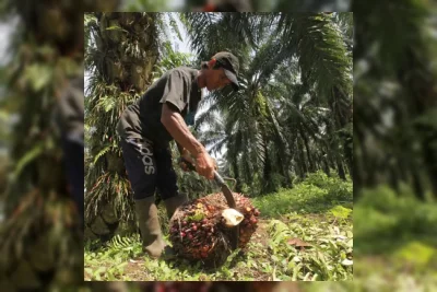 Petani Keluhkan Dampak Kebijakan Ekspor Kelapa Sawit Satu Pintu