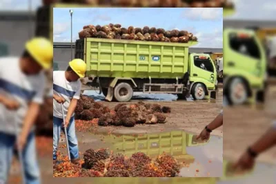 PT Pradiksi Gunatama Tbk Produksi 73.090 Ton TBS hingga Awal Juni 2026
