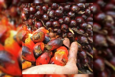 Kemitraan Sehat Lindungi Petani Sawit dari Penurunan Harga TBS