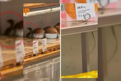 Biawak Masuk Toko Roti di Singapura, Ditangkap Pelanggan