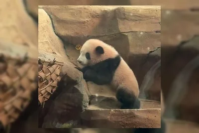 Taman Safari Indonesia Sukses Biakkan Panda Raksasa di Bogor