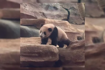 China Beri Sinyal Perpanjang Kontrak Pinjaman Panda Raksasa ke Indonesia