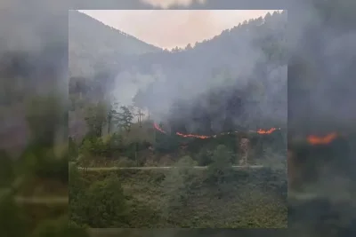 Kemenhut Catat Kerugian Kejahatan Hutan Capai Rp 120 Triliun per Tahun