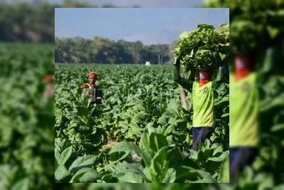 Kemenkes Lanjutkan Aturan Kemasan Tembakau, Kepala Daerah Minta Pembatalan