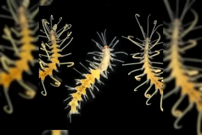 Proyek EuroWorm Petakan Genom Cacing Laut Eropa untuk Cegah Kepunahan