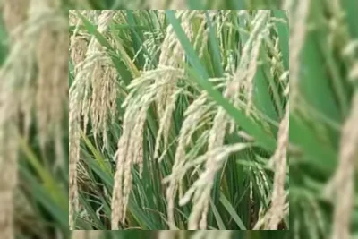 Produksi Beras 2027 Ditargetkan 34,83 Juta Ton, Kementan Usul Anggaran Tambahan Rp22,43 Triliun