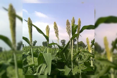 Pemerintah Jajaki Pengembangan Bioetanol Terintegrasi di Lampung