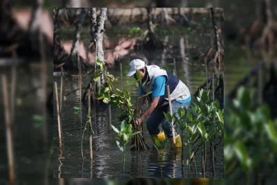 Pemprov Bengkulu Susun Rencana Perlindungan Ekosistem Mangrove 2026–2055