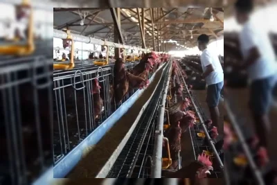 Danantara Setujui Pembiayaan Rp5 Triliun untuk Hilirisasi Ayam Terintegrasi