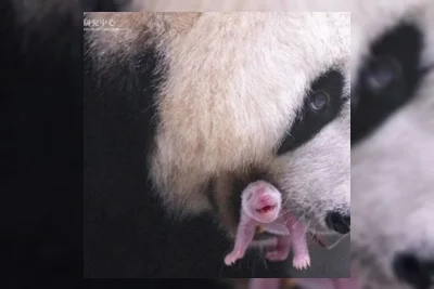Ai Bao Lahirkan Anak Panda Keempat di Everland Resort Korea Selatan