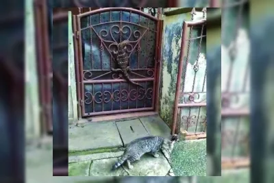 Intervensi Manusia Picu Kemunculan Biawak dan Invasi Ikan Sapu-Sapu