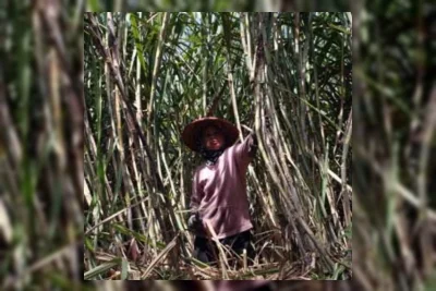 Konsolidasi BUMN Gula Dinilai Penting, Petani Masih Hadapi Masalah Harga