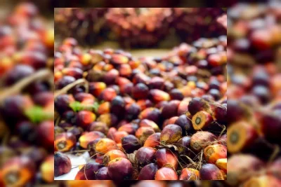 Sertifikasi RSPO Perkuat Posisi Tawar Petani Sawit Swadaya