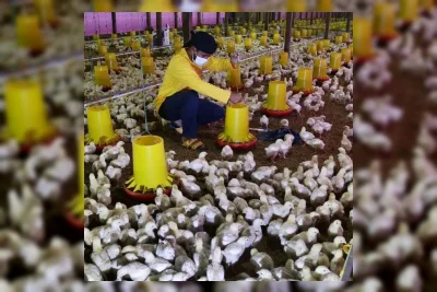 Peternak Ayam Broiler Alami Kerugian Besar Akibat Harga Anjlok