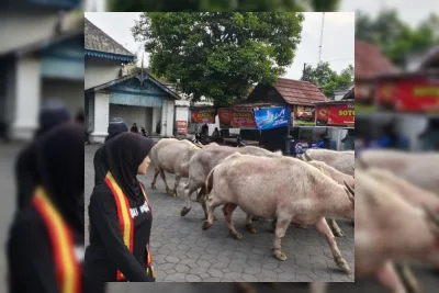 Keraton Solo Lepas Lima Kebo Bule Jelang Kirab Malam 1 Suro