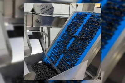 Produsen Kurma Ajwa Madinah Ekspor 500 Ton ke 25 Negara, Indonesia Pasar Utama