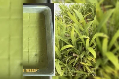 Dokter di Malaysia Salah Petik Rumput, Dikira Daun Pandan untuk Kue Ibu