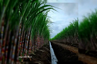 Kementan Mulai Distribusikan Benih Tebu Unggul Asal KBD
