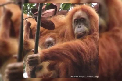 Banjir dan Longsor di Sumatra Ancam Kepunahan Orangutan Tapanuli