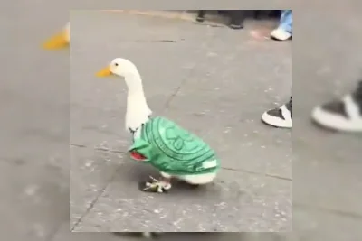 Bebek Berkostum Timnas Meksiko Viral Jadi Maskot Unik Piala Dunia 2026