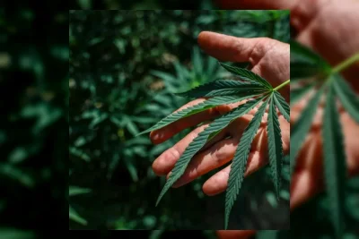 Polri Gagalkan Penyelundupan 10 Kg Ganja dari Padang ke Sidoarjo