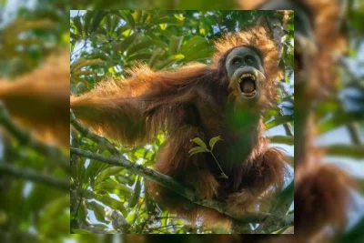 Studi: 58 Orang Utan Tapanuli Tewas Akibat Bencana Siklon Senyar