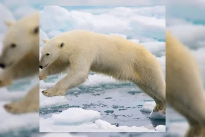 Kondisi Beruang Kutub di Svalbard Membaik Meski Es Laut Menyusut