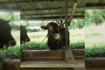 Pedagang Harus Tahu Pentingnya SKKH untuk Hewan Kurban