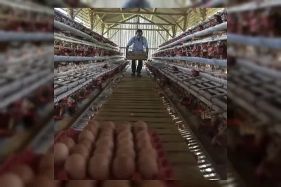 Pemerintah Optimalkan Penyerapan Telur dan Ayam Lewat Program MBG