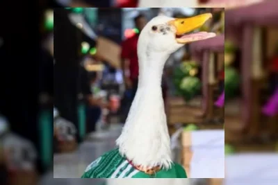 Bebek Bernama Merlin Viral Jadi Maskot Tak Resmi Timnas Meksiko di Piala Dunia 2026