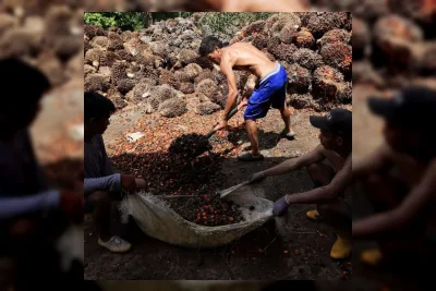 Pemerintah Pastikan Harga TBS Sawit Petani Pulih Pekan Depan