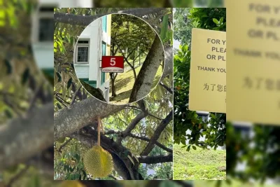 Pohon Durian di Perumahan Serangoon Singapura Menarik Perhatian Warga