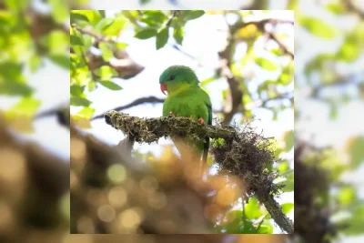 Misteri Terpecahkan: Burung Perkici Muka Biru Ditemukan Kembali