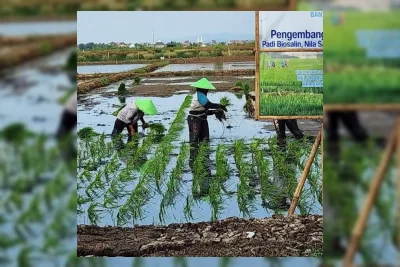 Pemkab Batang dan PGN Manfaatkan Lahan Salin untuk Program Minapadi