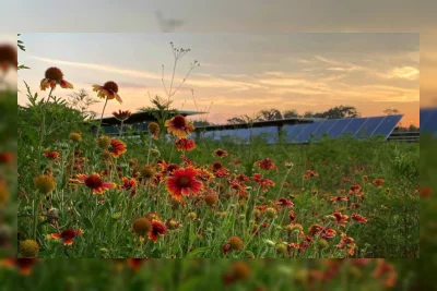 Ladang Surya di Minnesota Buktikan Panel Surya Bisa Pulihkan Habitat Serangga