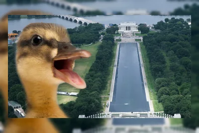 Bebek Mati Ditemukan di Reflecting Pool Setelah Pembersihan Hidrogen Peroksida
