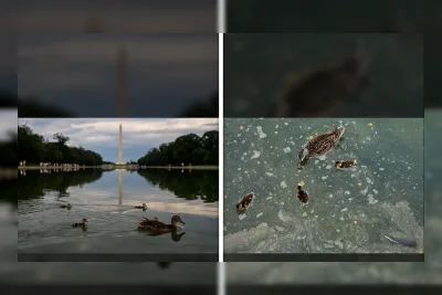 Bebek di Reflecting Pool Tewas Akibat Serangan Alga