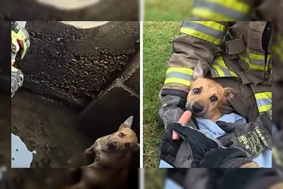 Petugas Pemadam Kebakaran Arkansas Selamatkan Anak Anjing dari Saluran Air