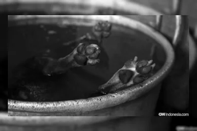 Komisi IX DPR Kembali Usulkan Larangan Perdagangan Daging Kucing dan Anjing