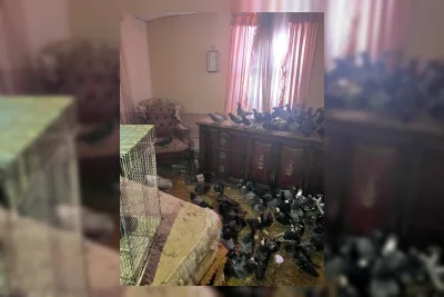 Rumah di Pennsylvania Dipenuhi Ratusan Merpati, Kondisinya Memprihatinkan
