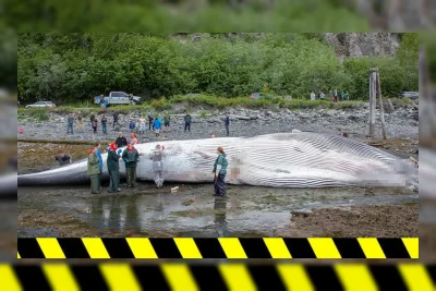 Paus Sirip Terancam Punah Ditemukan Tewas di Haluan Kapal Pesiar di Alaska