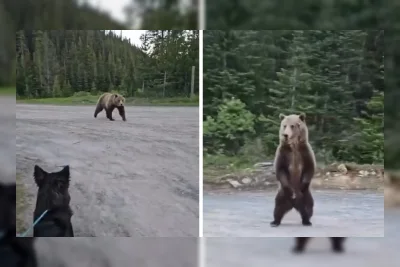 Video Viral: Beruang Grizzly Kejar Wanita yang Sedang Hiking di Kanada