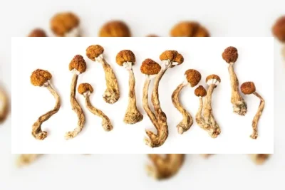 Ayah di California Akui Beri Anaknya Psilocybin dan Libatkan dalam Jualan Narkoba