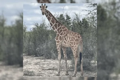 Jerapah Gracie Masih Buron di Texas Hill Country Setelah Dua Pekan