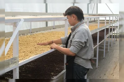 PGE Manfaatkan Panas Bumi Kamojang untuk Percepat Pengeringan Kopi