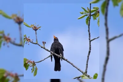 Kicauan Burung Hitam Unik di Stoke-on-Trent Sebelum Hening Musim Panas